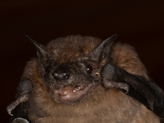 New bat species for team